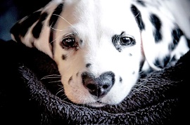 Pray Dalmatian